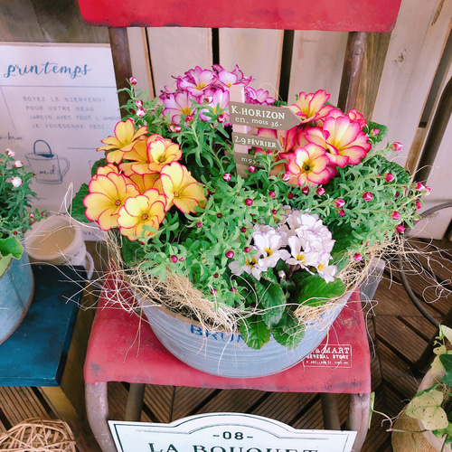 ラスト！新作♡現品【春の寄せ植え！プレミアムシルキージュリアン