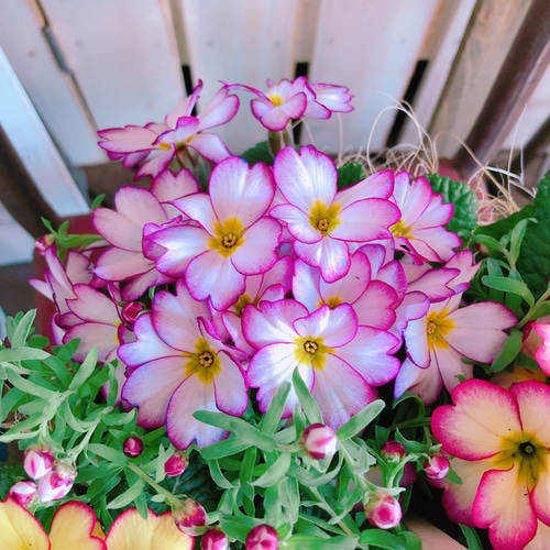 ラスト！新作♡現品【春の寄せ植え！プレミアムシルキージュリアン