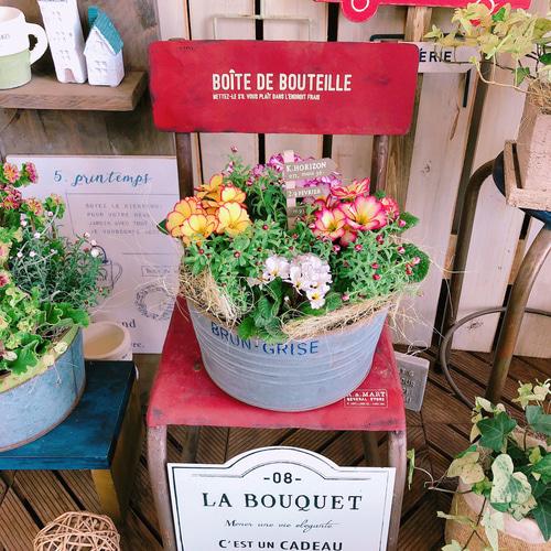 ラスト！新作♡現品【春の寄せ植え！プレミアムシルキージュリアン