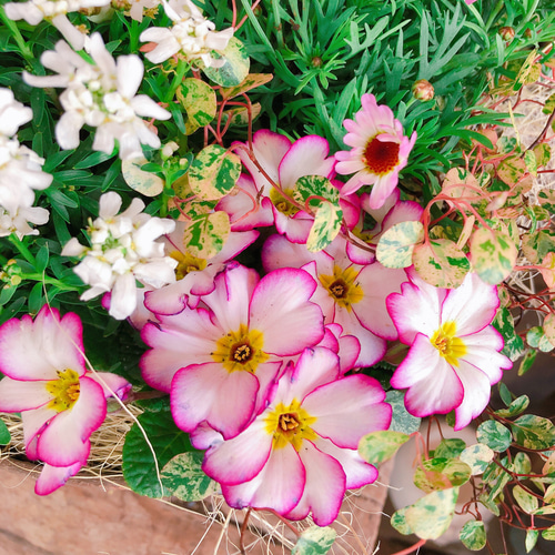 新作♡現品【春のお花のいろいろ6種類 寄せ植え】ナチュラル