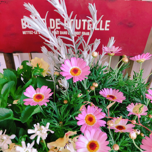 新作♡現品【春のお花のいろいろ6種類 寄せ植え】ナチュラル