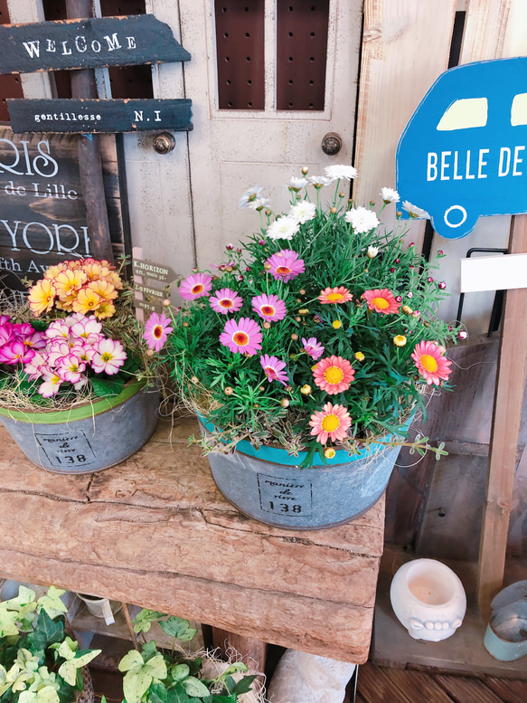 新作♡ラスト【春のお花の寄せ植え マーガレット3種類】可愛い