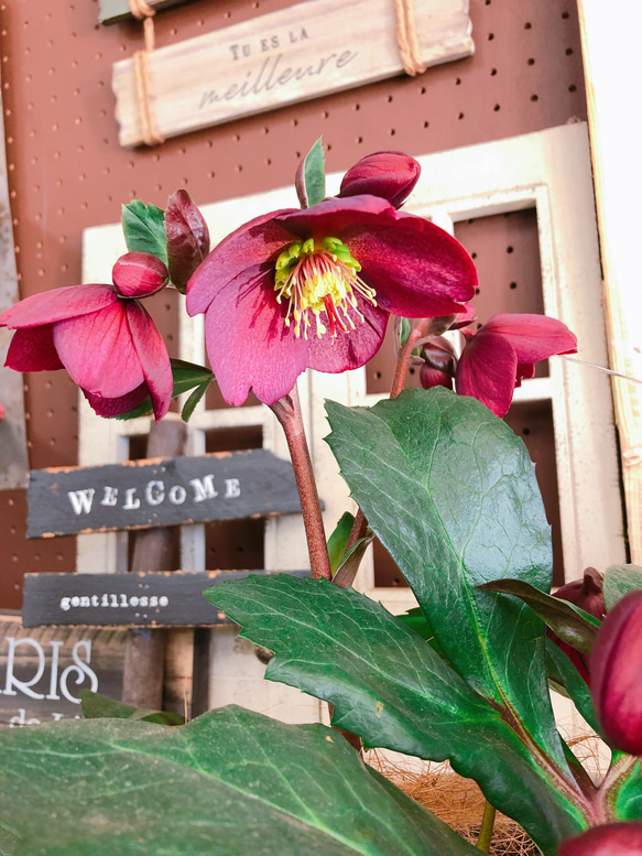 現品SALE♡【クリスマスローズ 氷の薔薇】かっこいい渋い赤系 現品SALE♡【クリスマスローズ 氷の薔薇】かっこいい渋い赤系