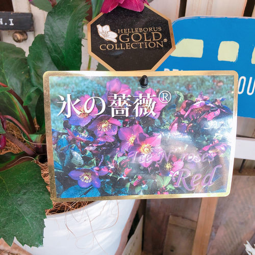 現品SALE♡【クリスマスローズ 氷の薔薇】かっこいい渋い赤系 現品SALE♡【クリスマスローズ 氷の薔薇】かっこいい渋い赤系