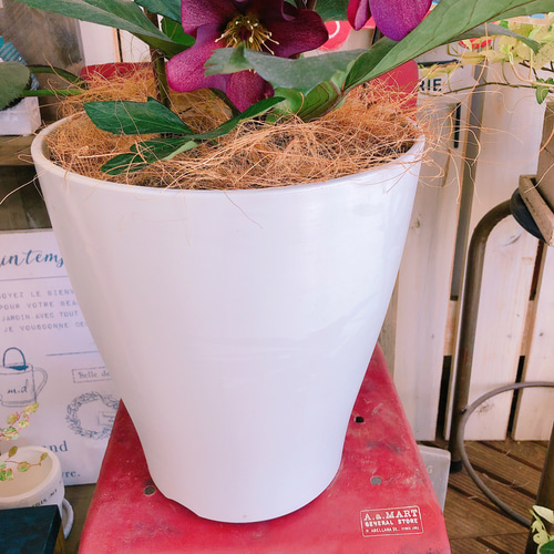 現品SALE♡【クリスマスローズ 氷の薔薇】かっこいい渋い赤系 現品SALE♡【クリスマスローズ 氷の薔薇】かっこいい渋い赤系