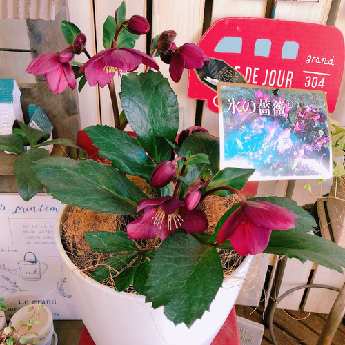 90 クリスマスローズ レッド ゴールド 赤シベ 赤軸 セルフ 種子3粒