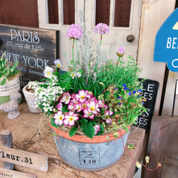 再販♡現品のみ【春のお花たっぷり8種類 寄せ植え】ナチュラル