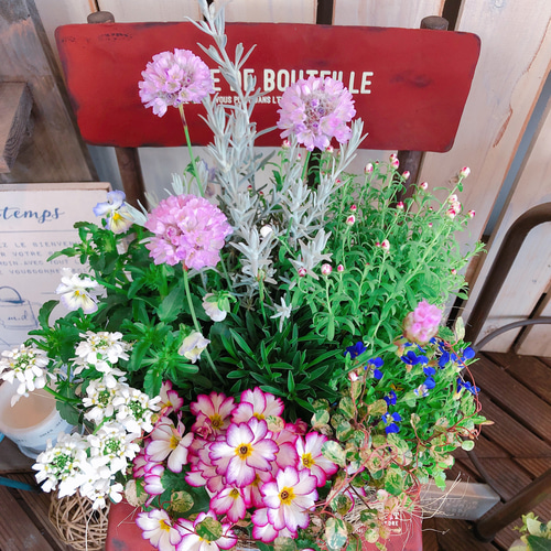 再販♡現品のみ【春のお花たっぷり8種類 寄せ植え】ナチュラル 再販♡現品のみ【春のお花たっぷり8種類 寄せ植え】ナチュラル