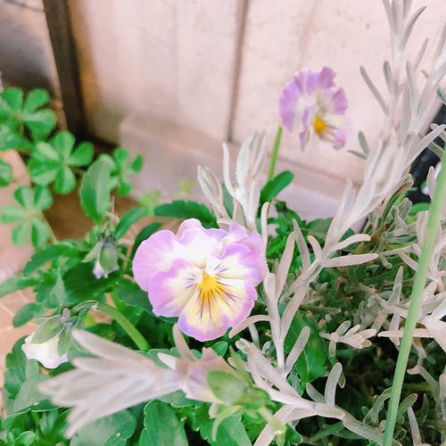 再販♡現品のみ【春のお花たっぷり8種類 寄せ植え】ナチュラル 再販♡現品のみ【春のお花たっぷり8種類 寄せ植え】ナチュラル