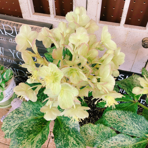 半額以下SALE！お買い得♡希少【斑入りクリスマスローズ スノー