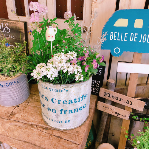 現品SALE♡【春のお花6種類 寄せ植え】ナチュラルガーデニング