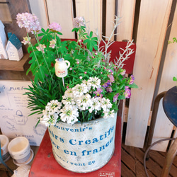 現品SALE♡【春のお花6種類 寄せ植え】ナチュラルガーデニング