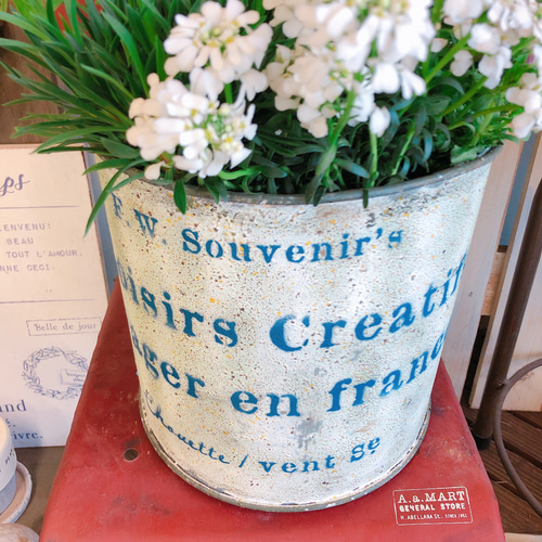 現品SALE♡【春のお花6種類 寄せ植え】ナチュラルガーデニング  