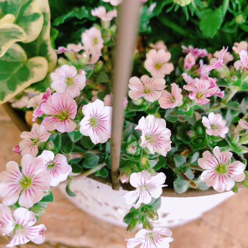 のぶりんさん専用 鳥かご 寄せ植え♪ のぶりんさん専用 鳥かご 寄せ植え♪ （現品ラスト♡【オシャレ