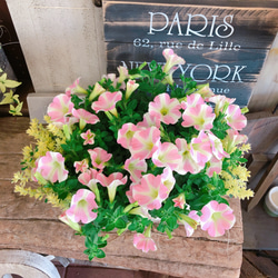 ラスト♡【毎年楽しめる可愛い寄せ植え！】サフィニア アートももいろ