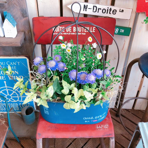 現品ラスト♡【オシャレな寄せ植え！】ステキなガーデニング♡鳥かご風