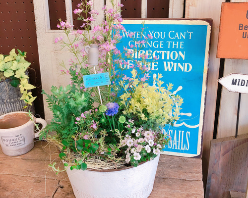 ラスト！新作♡【春色すてきな寄せ植え！】おしゃれガーデニング♡白系