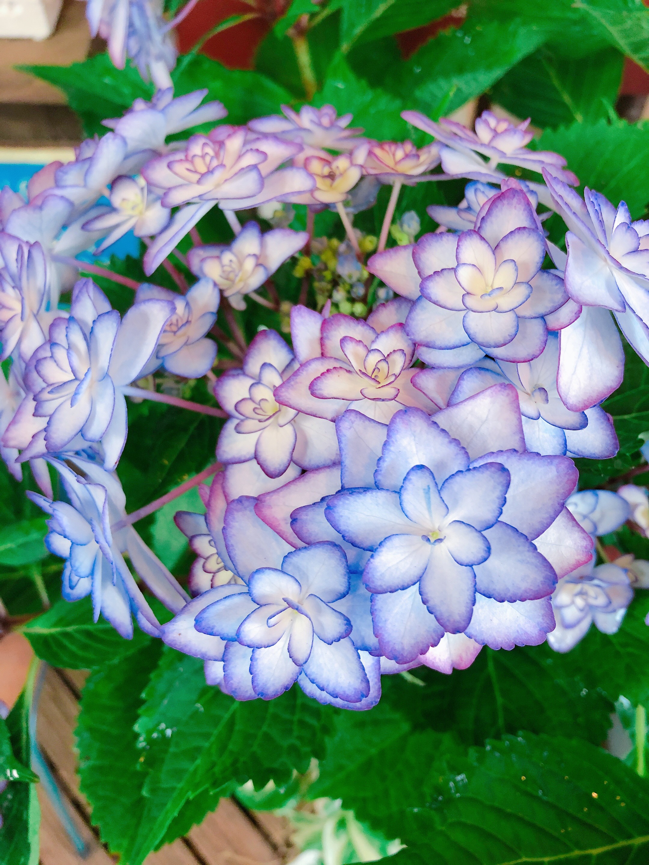 お花がとっても可愛い お花がとっても可愛い
