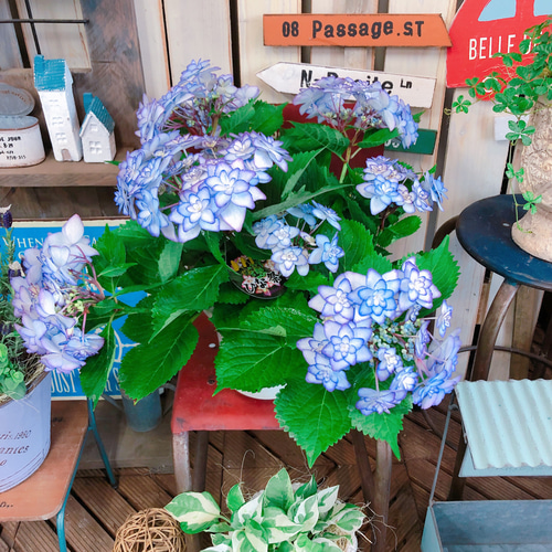 ラスト♡お買い得！【可愛い咲き方 あじさい ヒナマツリ青紫色