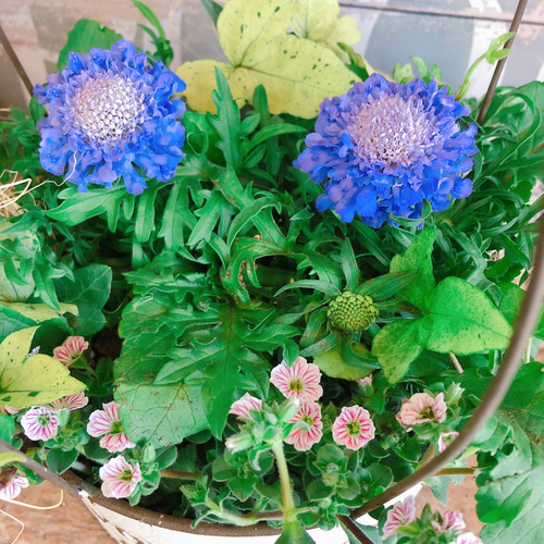 完売　天然樫の木＊珍しいお花の年輪模様【森のほっこり切り株ミニテーブル】ちゃぶ台 楽天市場】【アウトレット】 03｜ちゃぶ台 ローテーブル