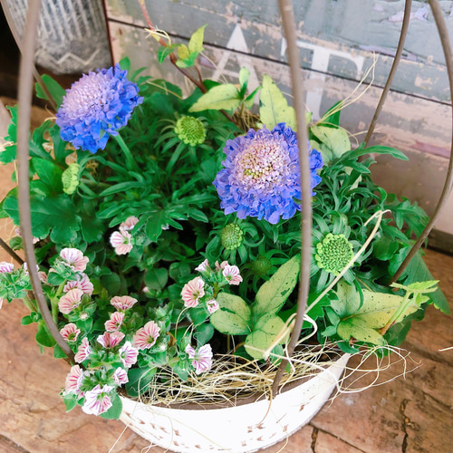 完売　天然樫の木＊珍しいお花の年輪模様【森のほっこり切り株ミニテーブル】ちゃぶ台 秋に植えた花が育ち、果樹が色づき少しだけ賑やかな冬の小庭