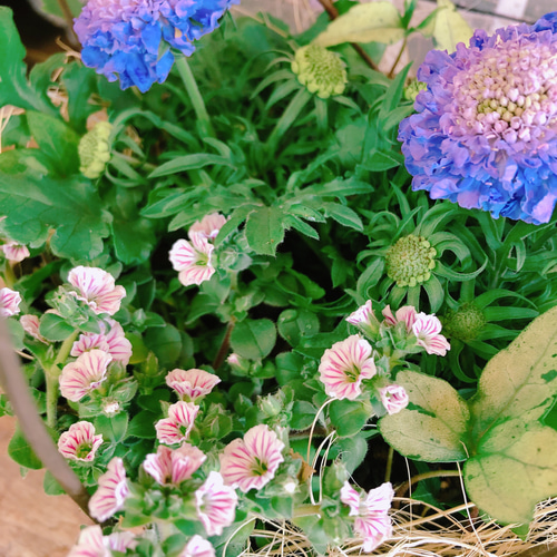 ☘️手を加えるほどに愛着がましていく ナチュラルガーデニング 本 ☘️手を加えるほどに愛着がましていく ナチュラルガーデニング