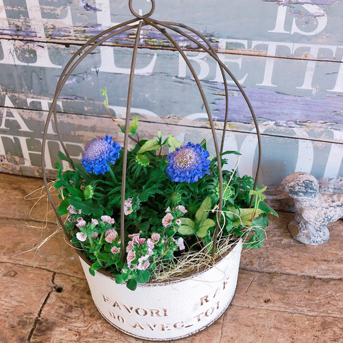 ラスト！新作♡【毎年楽しめる可愛い春の寄せ植え！】ステキなミニ