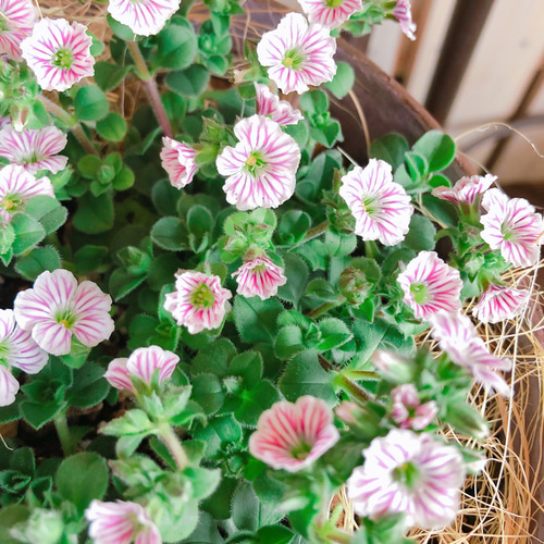 ラスト♡春ガーデニング【カーペットかすみ草】可愛い小花