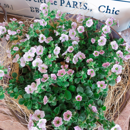 ラスト♡春ガーデニング【カーペットかすみ草】可愛い小花