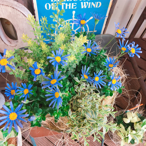 寄せ植え 花□ブルーでレディな寄せ植え□ビオラレディ 斑入り
