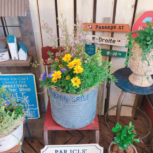 現品SALE♡【春色たっぷり6種類寄せ植え】素敵なガーデンピックつき