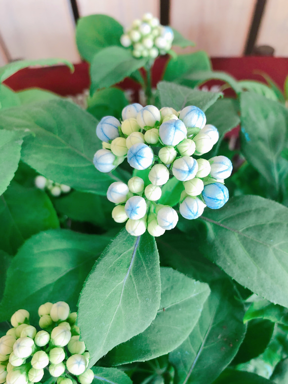 再販ラスト！新作♡希少レア【ツブツブあじさい 碧の瞳】すてきな咲き方 紫陽花♡毎年楽しめる季節のお花♡プレゼントにも♪ 2枚目の画像