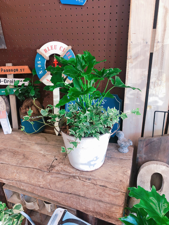 再販！新作♡【セローム寄せ植え 】人気！育てやすい観葉植物♡白系