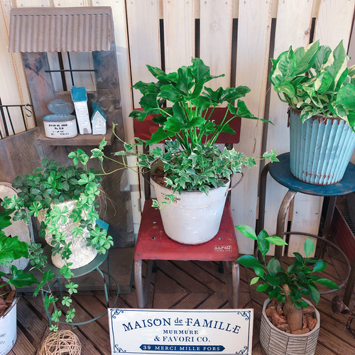 再販！新作♡【セローム寄せ植え 】人気！育てやすい観葉植物