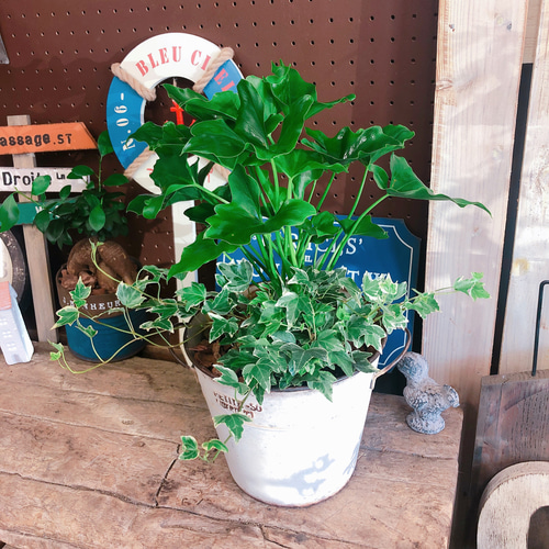 再販！新作♡【セローム寄せ植え 】人気！育てやすい観葉植物