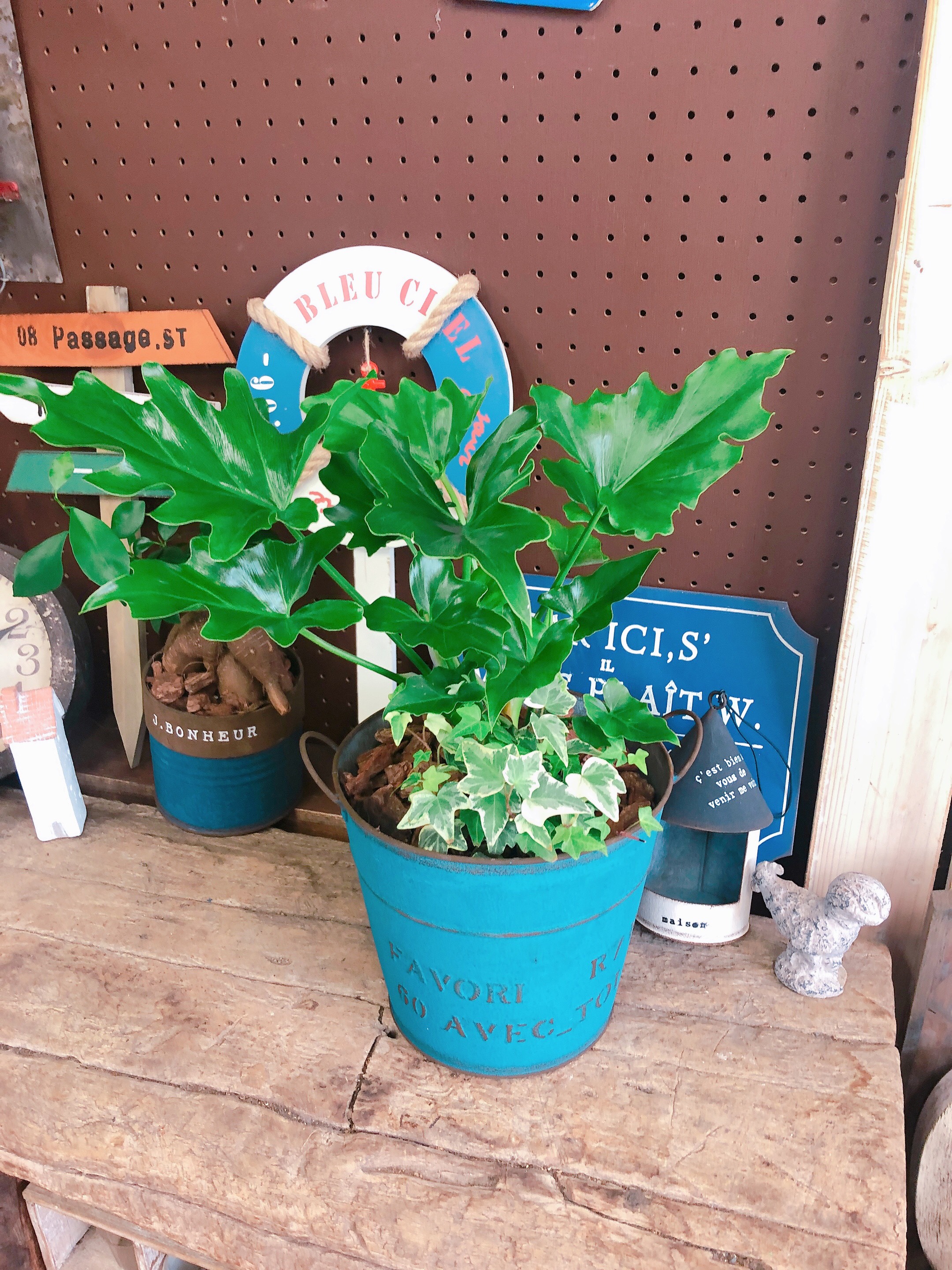 インテリアに観葉植物、初心者でも安心セローム陶器鉢