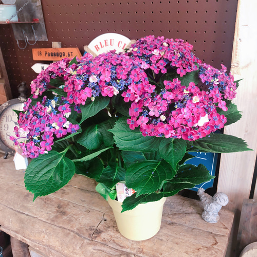 アラビア　レアなビンテージ幾何学模様の存在感バッグンの花瓶！ バラ咲き 高級アジサイ ユーミーシリーズ トゥギャザー ブラック