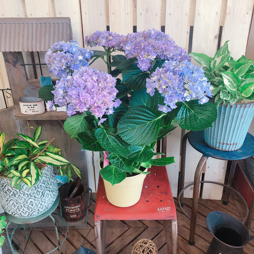 ラスト！再入荷♡レア♪【もこもこたん あじさい】モコモコ可愛い咲き