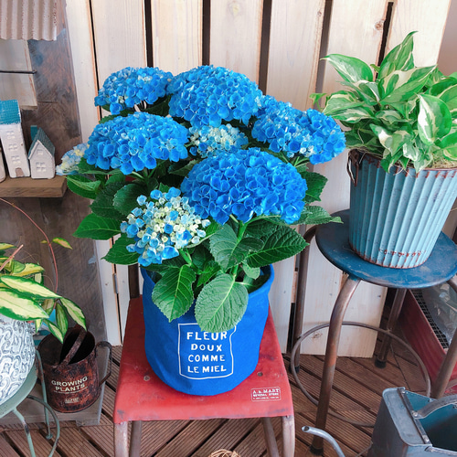 はくさい君　パステルもも鉢 楽天市場】桃の木（鉢花｜花・観葉植物）：花・ガーデン・DIYの通販