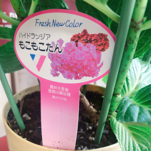 夏☀︎SALE！紫陽花とピンクのハーフリース　ルリタマアザミ 夏のお花瑠璃玉アザミと紫陽花の涼しげなハーフリース。ドライフラワー