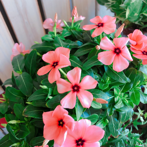 新作♡現品【スタンド型 日々草寄せ植え】おしゃれガーデニング