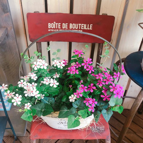 新作♡現品【夏花火 日々草 寄せ植え】ナチュラルガーデニング♪白