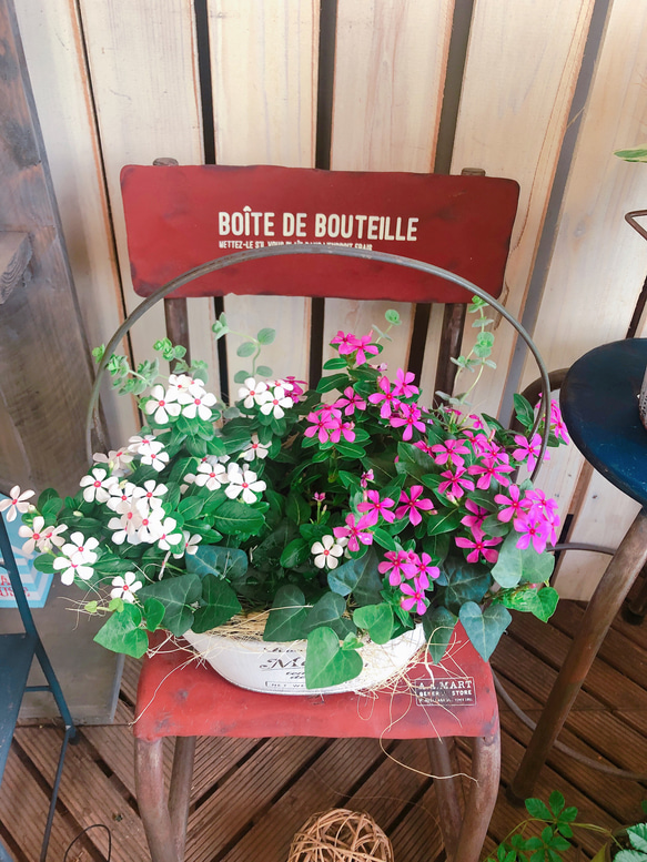 新作♡現品【夏花火 日々草 寄せ植え】ナチュラルガーデニング♪白