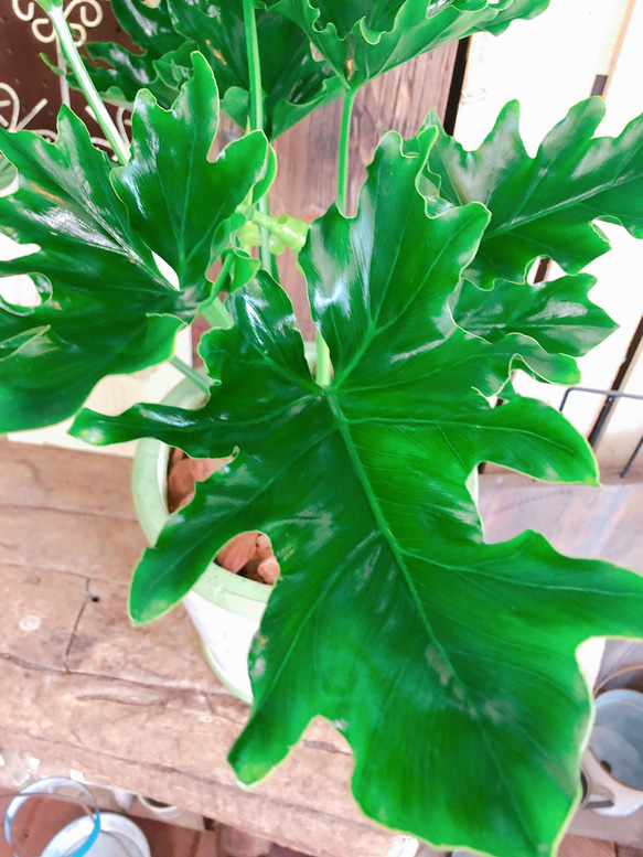 新作♡現品【大きめ セロームホープ】おしゃれな陶器鉢！すてきなグリーン♡人気の観葉植物♪かっこいい！ 10枚目の画像