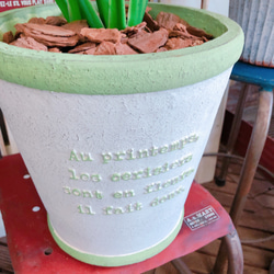 新作♡現品【大きめ セロームホープ】おしゃれな陶器鉢！すてきなグリーン♡人気の観葉植物♪かっこいい！ 2枚目の画像