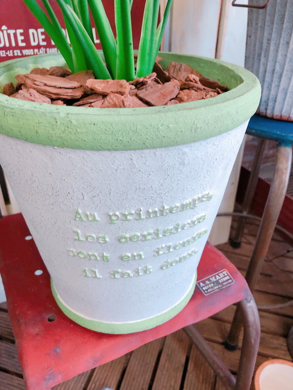 新作♡現品【大きめ セロームホープ】おしゃれな陶器鉢！すてきなグリーン♡人気の観葉植物♪かっこいい！ 2枚目の画像