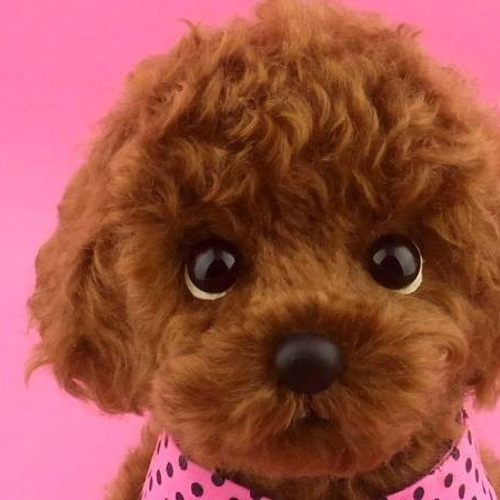 Amazon.co.jp: テディベア通販アリス トイプードル レッド 犬