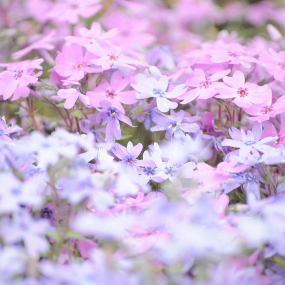 芝桜 1枚目の画像