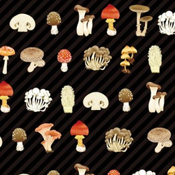 蘑菇封明信片集 第2張的照片