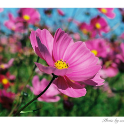 Flower post card４枚セット 1枚目の画像